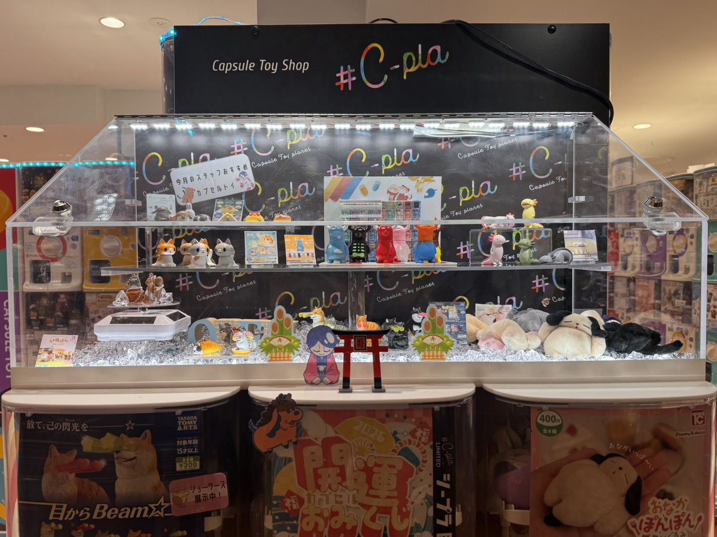 ⭐ショーケースのご紹介⭐