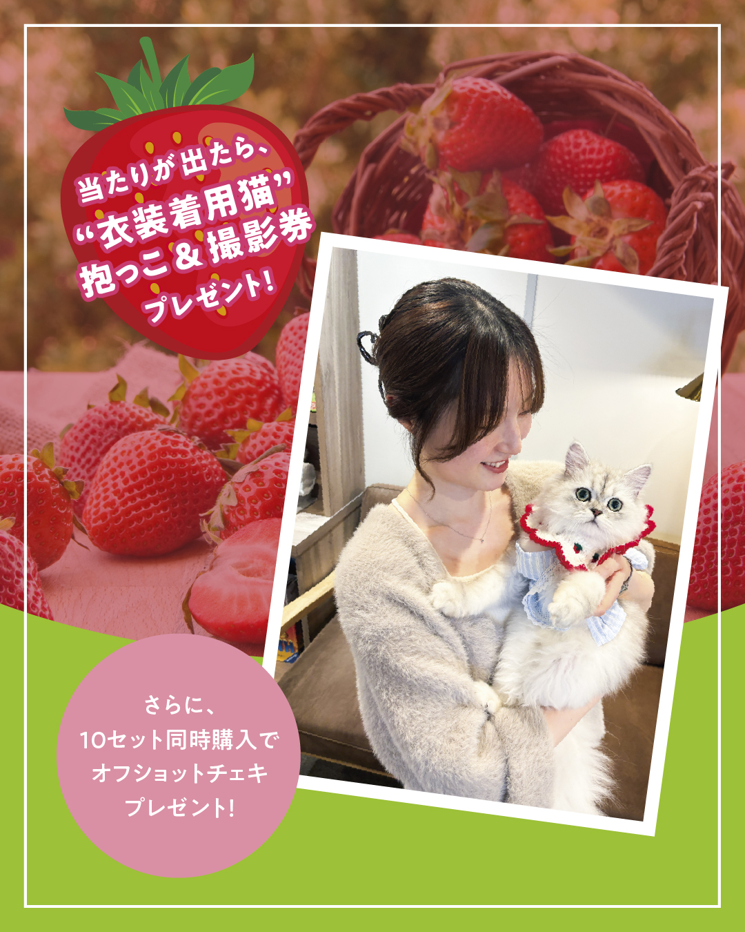 大人気！にゃんずトレカ